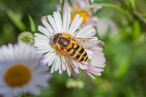 A wander around Golden Acre Park