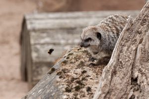 Through the Lens: A Wild Day Out at Yorkshire Wildlife Park